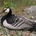 Barnacle Goose